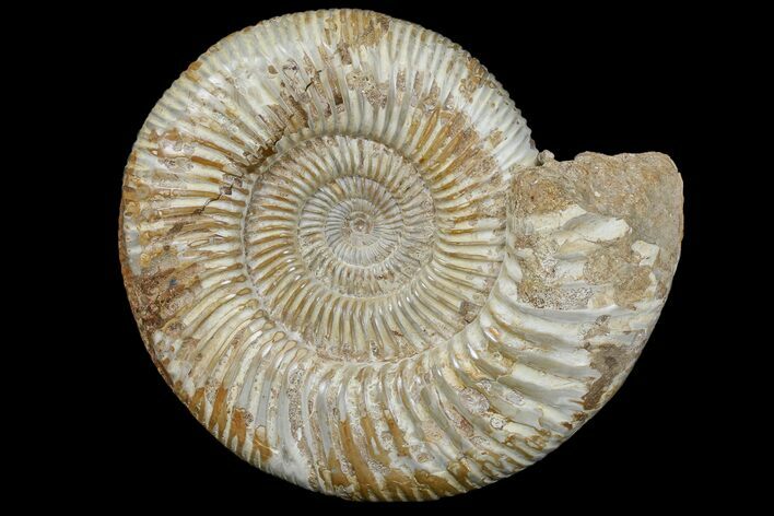 Jurassic Ammonite (Perisphinctes) Fossil - Madagascar #165996